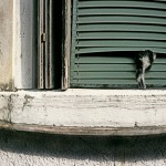 PanVen_CZ014