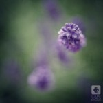 IMG_6467