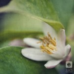 IMG_6488