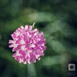 IMG_6494