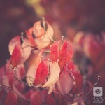 IMG_0665-2
