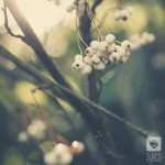 IMG_0688