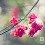 IMG_1247-2