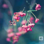IMG_1253-2