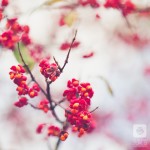 IMG_1257-2-2