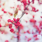 IMG_1258-2