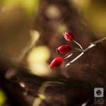 IMG_1574