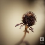 IMG_1590