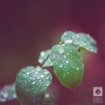 IMG_1641