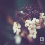 IMG_1644
